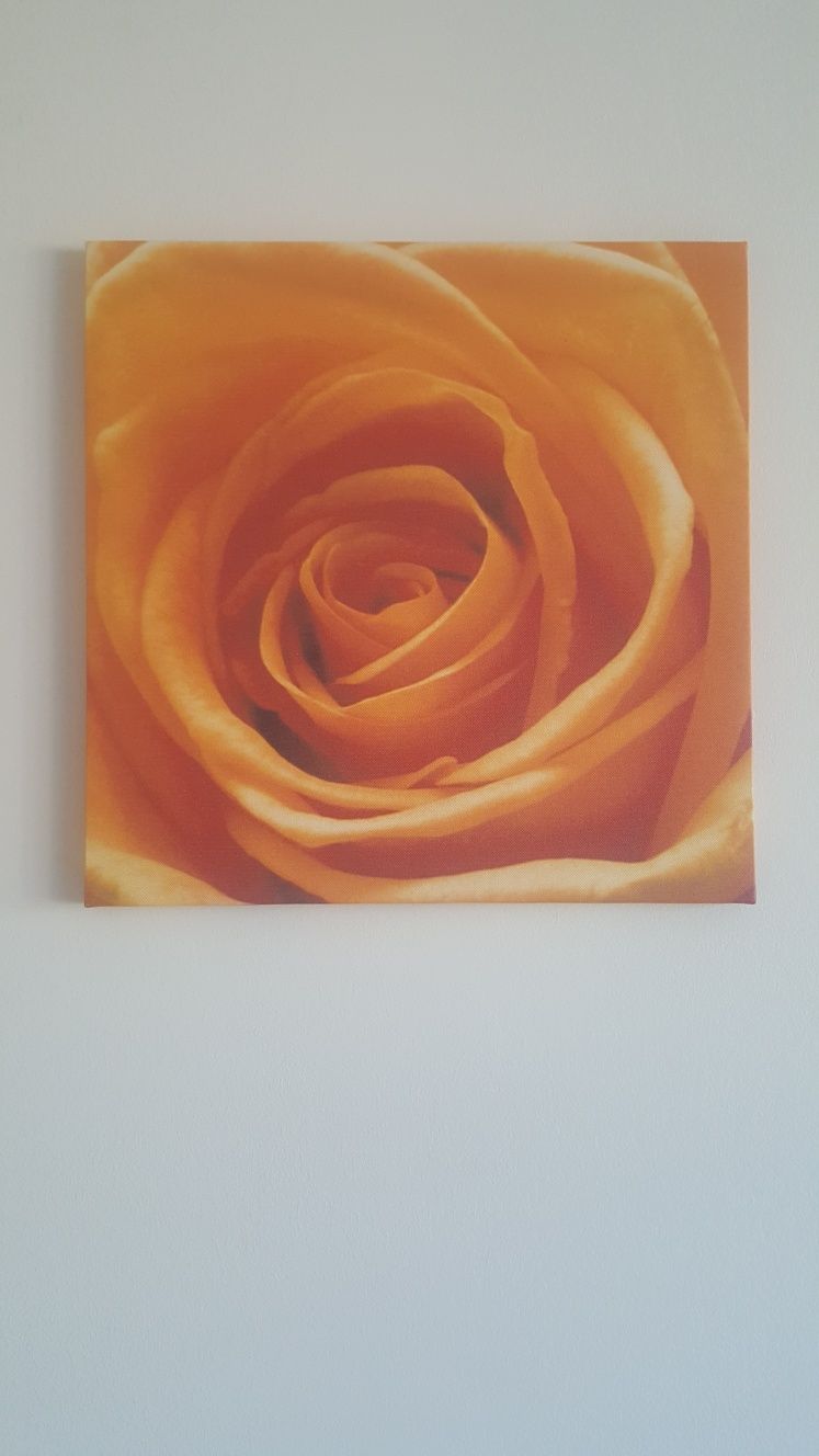 Obraz róża 40cmx40cm