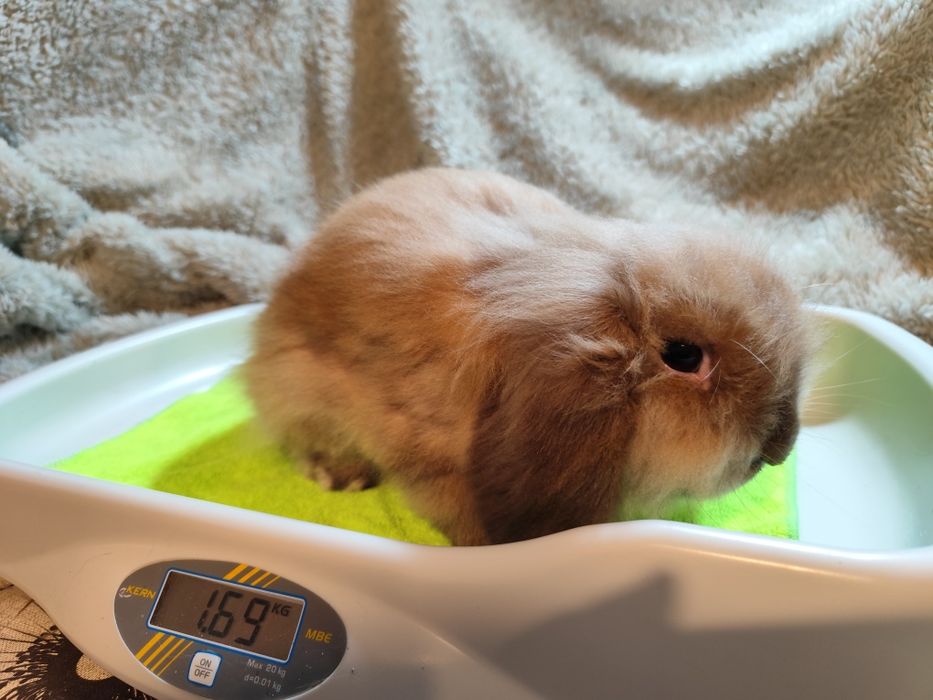 Coelho anão que parece um peluche!