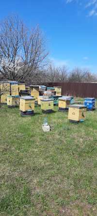 Продам бджоли сім'ями