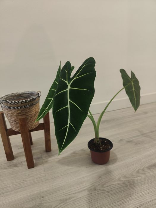 Alocasia frideck // planta interior
