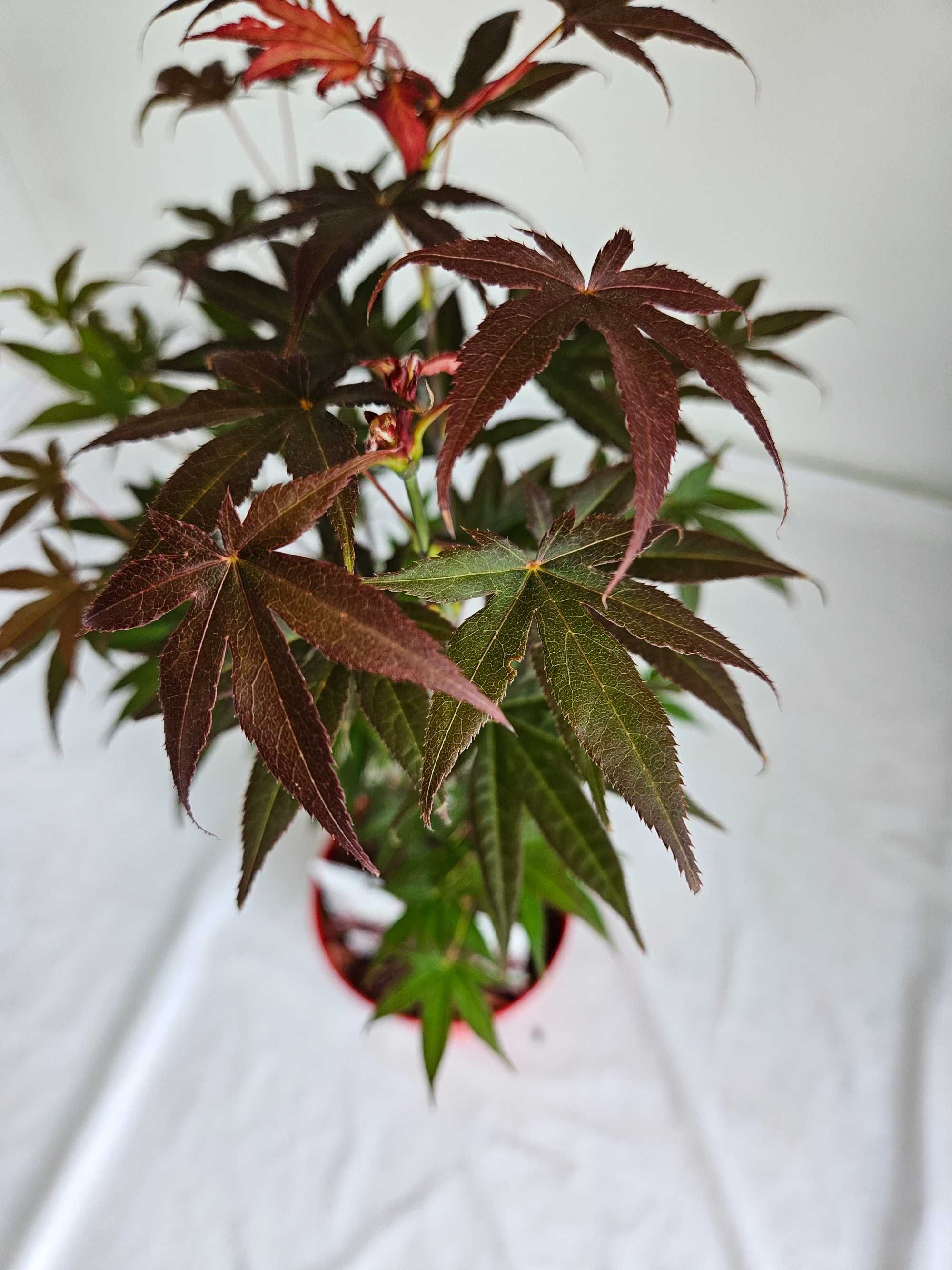 Klon palmowy – Yezo Nishiki (Acer palmatum 'Yezo Nishiki')