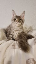 Flori Maine coon Kotka kocięta