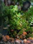 Ampularias laranja e azuis.