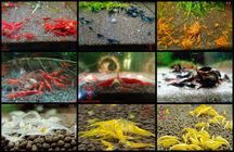 Krewetki Neocaridina Mix kolorów woda kranowa ZAMIANA GRATIS PROMOCJA
