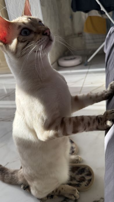 Вязка бенгальского кота