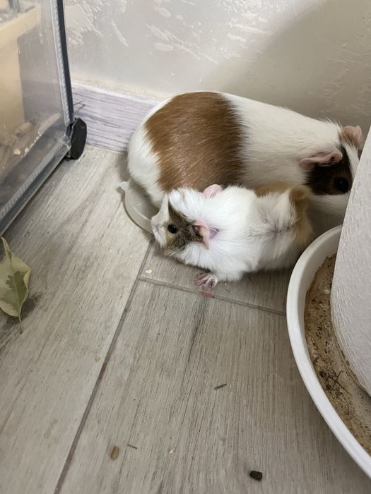 Морські свинки в наявності