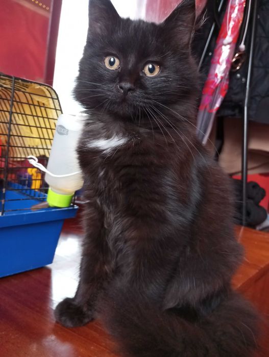 Кошеня шукає люблячу сім'ю