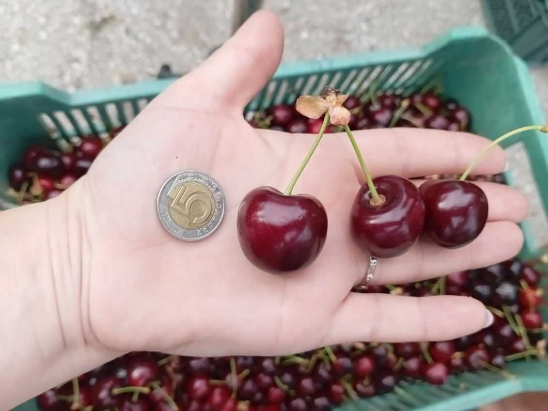 Sprzedam Czereśnia WANDA