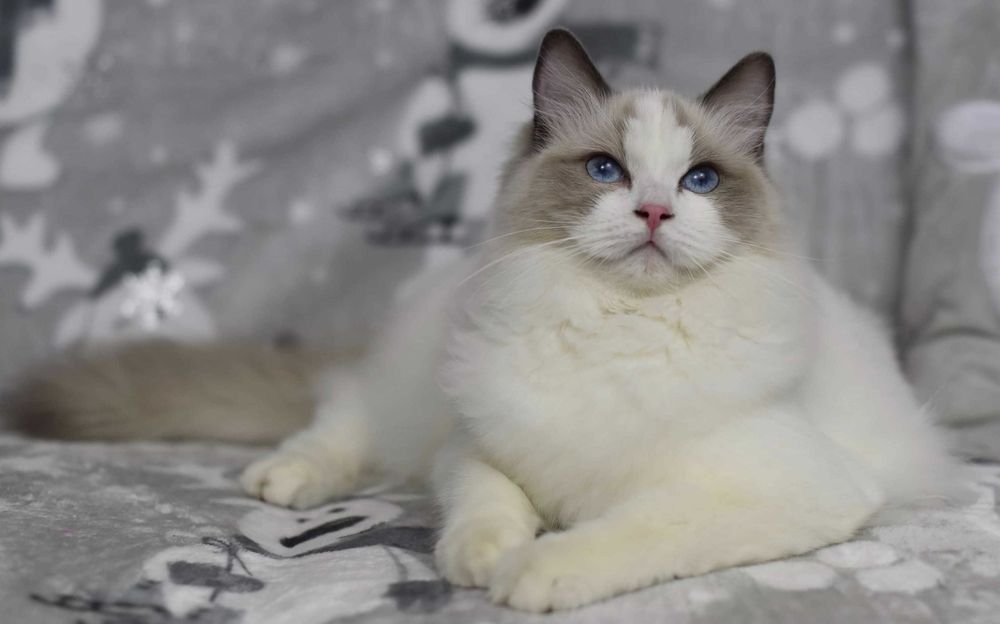 Dorosła kotka Ragdoll