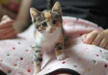 Malutka 2 miesięczna Jagódka do adopcji