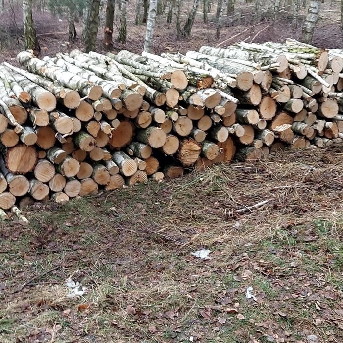 Drewno opałowe brzoza