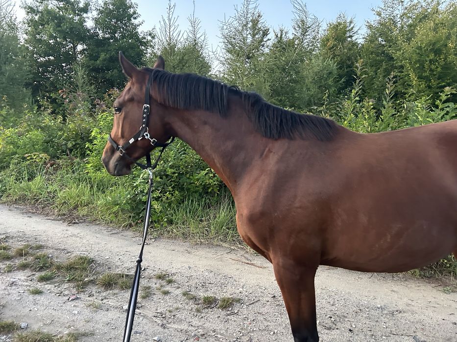 2,5 letni wałach AES po CLINTADEL K