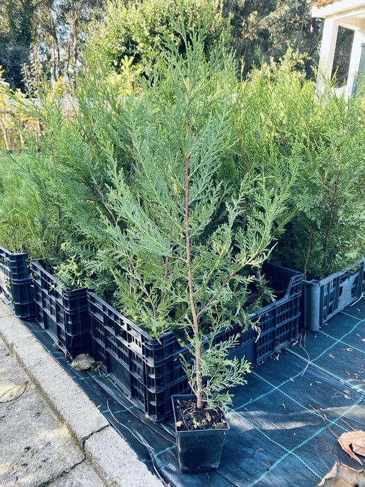 Último Lote de Leylandii Castlewellan Gold cerca 80 cm