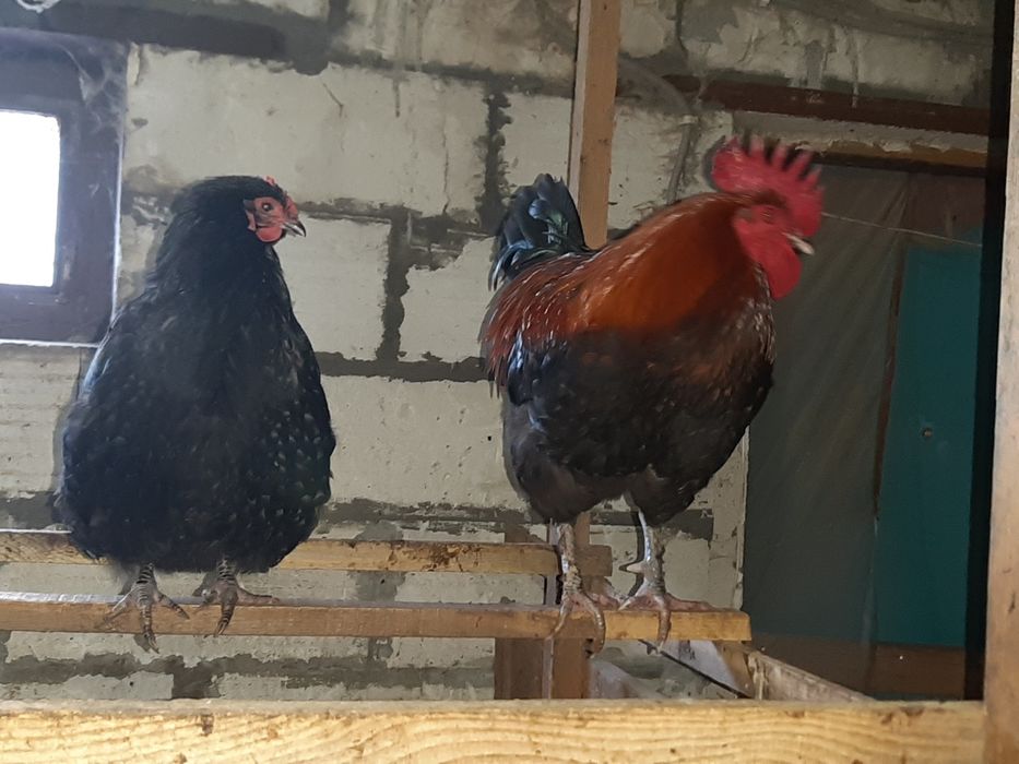 Яйце інкубаційне