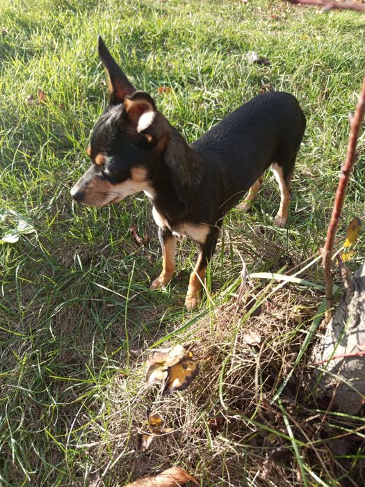 Цуценята породи Той Тер 'єр