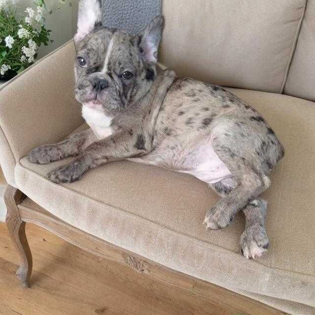 Малыш французского бульдога.