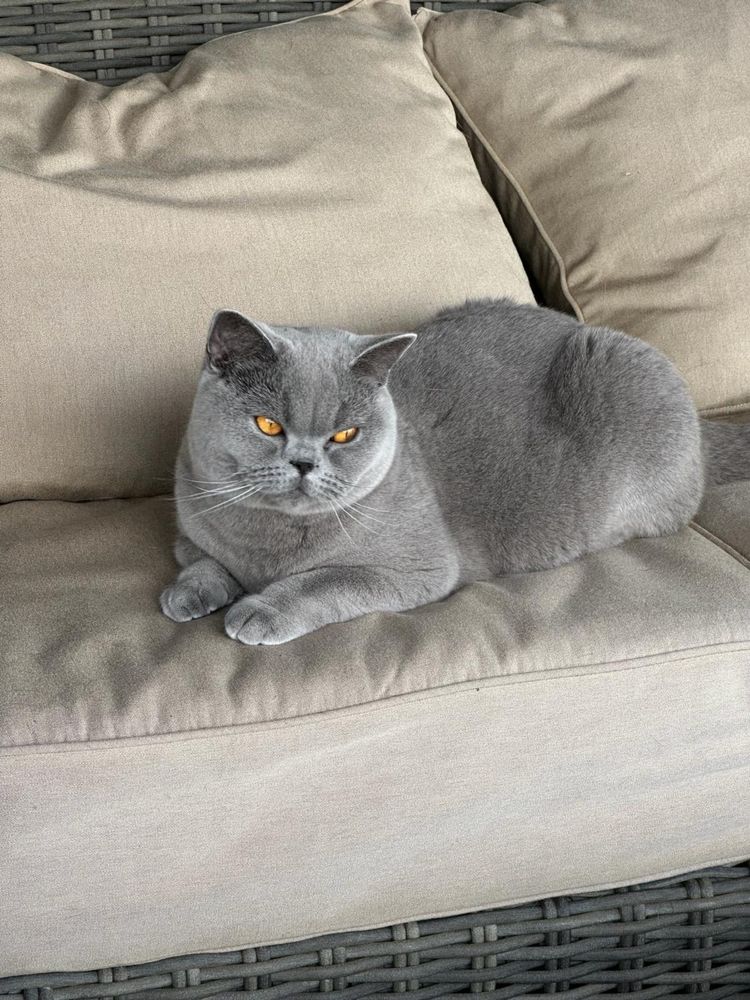 Fêmea  British  Shorthair azul com LOP