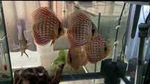 Vendo 6 discus red turquesa piwowarosky