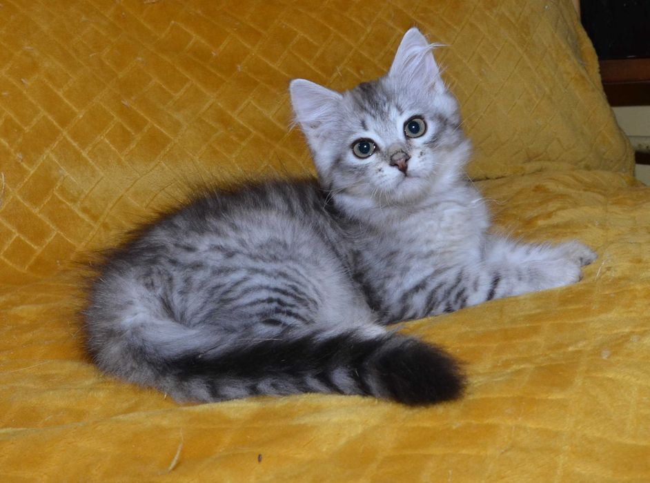 Rodowodowy kot syberyjski * kocurek Beryl * Rodowód FPL/FIFE