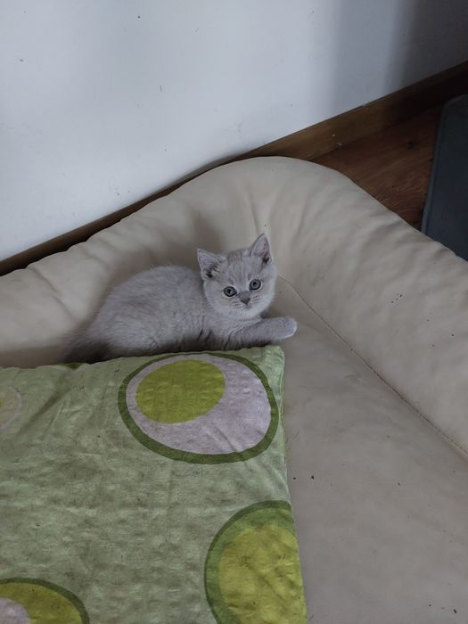 Kotka brytyjska liliowa