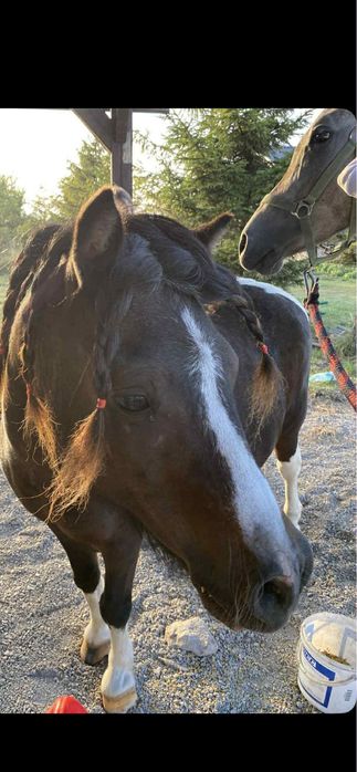 Kucyk Wiking Wałach