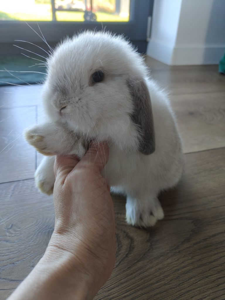 Mini Lop królik ostatni w tej barwie