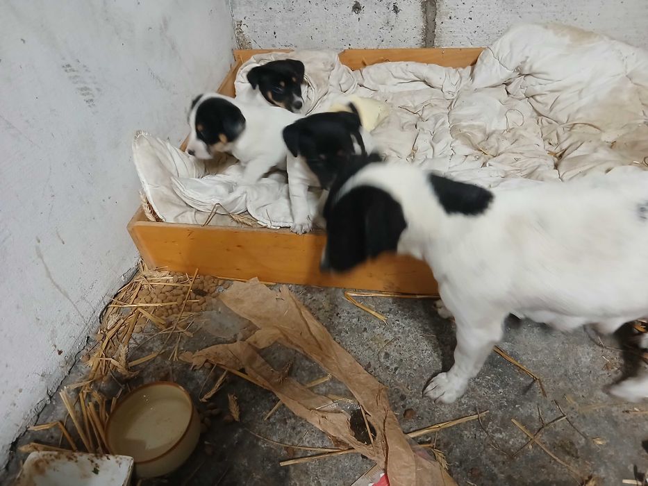 Szczeniaki jack russell terrier
