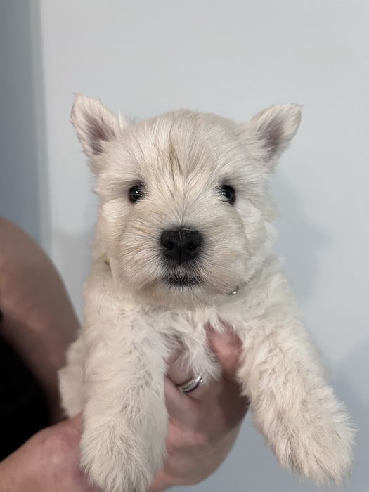 West highland white terrier