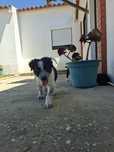 Border Collie Macho
