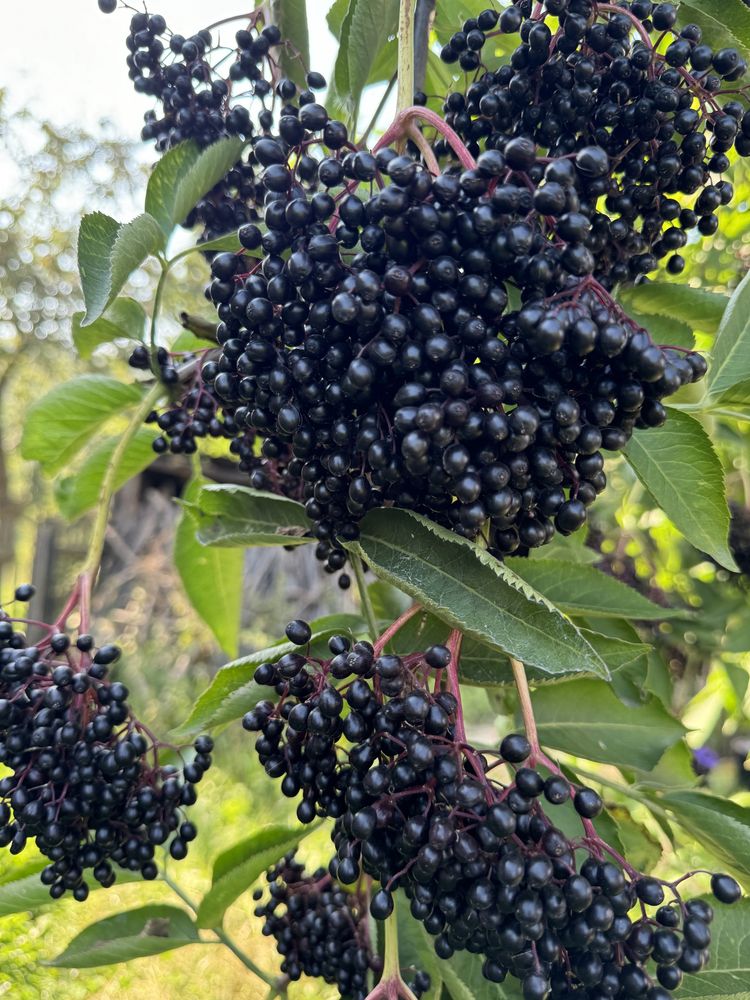 Бузина продаж або обмін