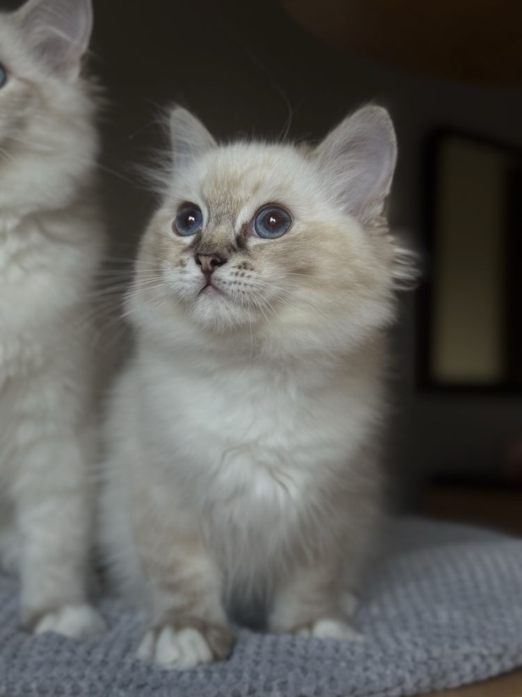 Śliczna koteczka ragdoll FPL