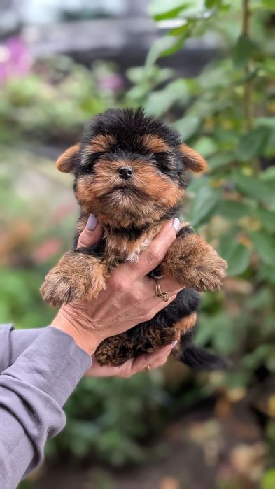 Девочки и мальчик