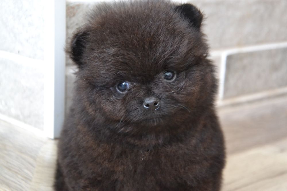 Pomeranian  FCI UKU. Delivery