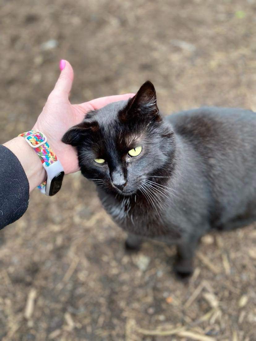 Czarny kocurek Charlie do adopcji!