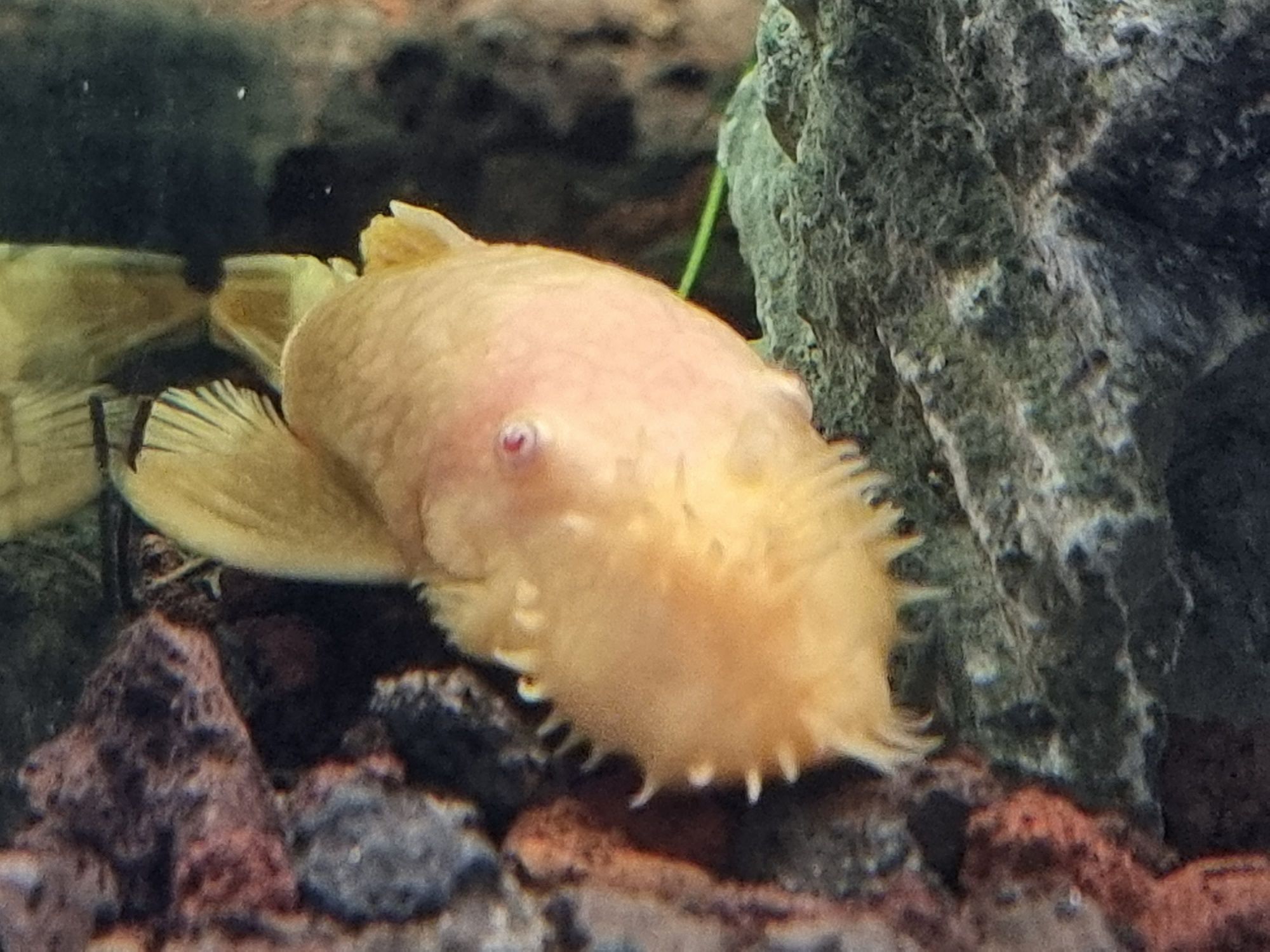 Ancistrus albinos