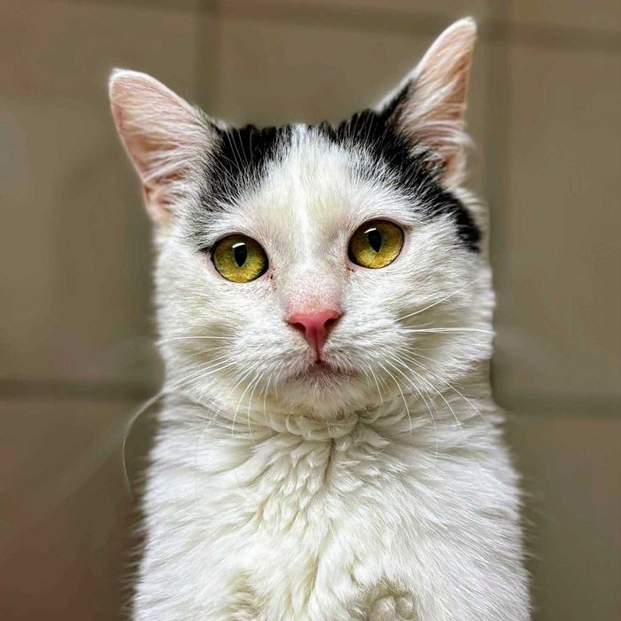 Piękny Kokardek czeka na domek...