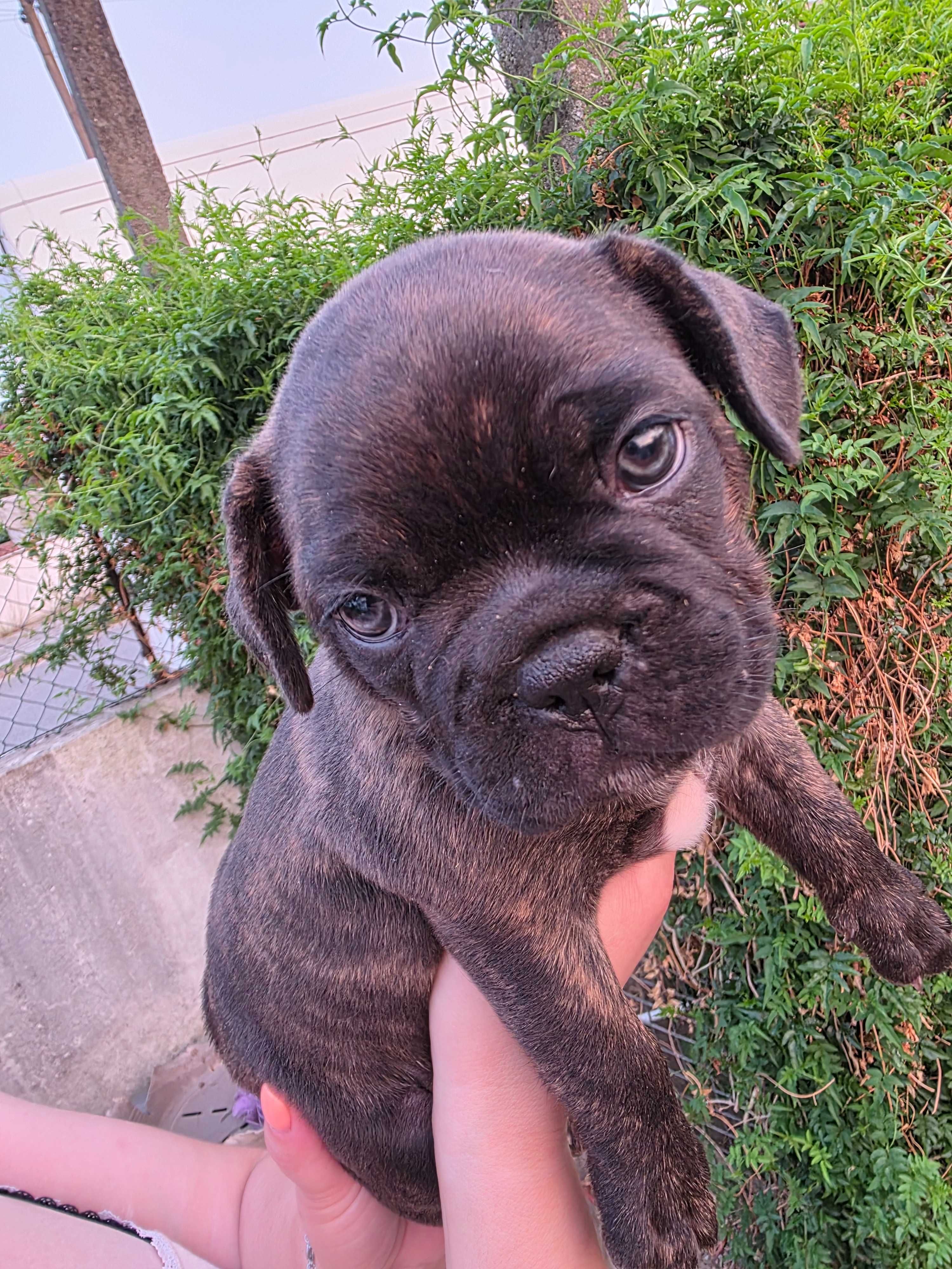 Bulldog frances preto tigrado