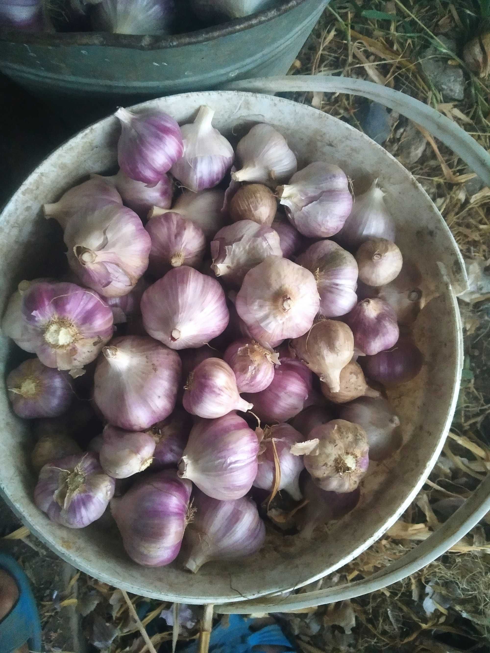 Продам часник озимий сорту Любаша