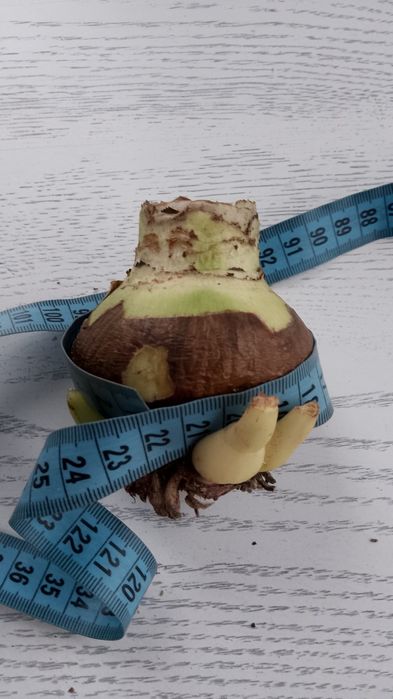 Гіпеаструм,калла біла