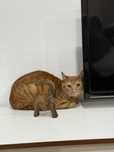 Gato laranja 2 anos meigo