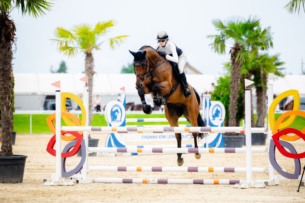 Sprzedam konia 7-tatek Hanowerski