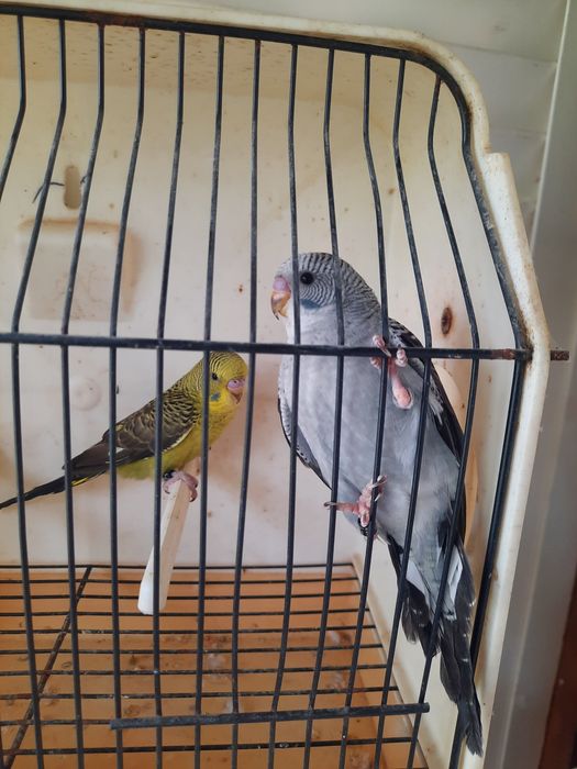 Piriquitos asas negras