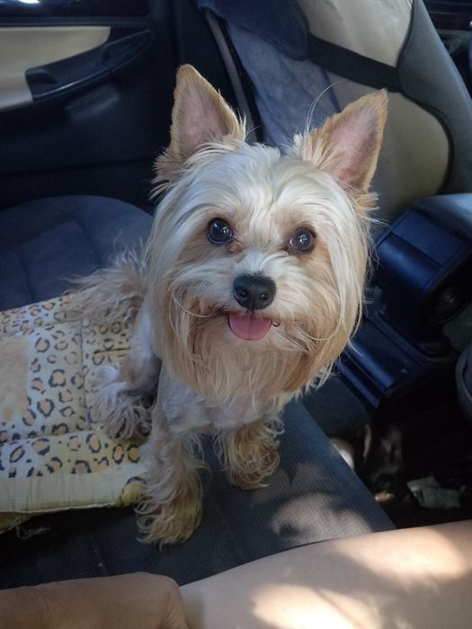 Хлопчик Йорк чекає наречену.