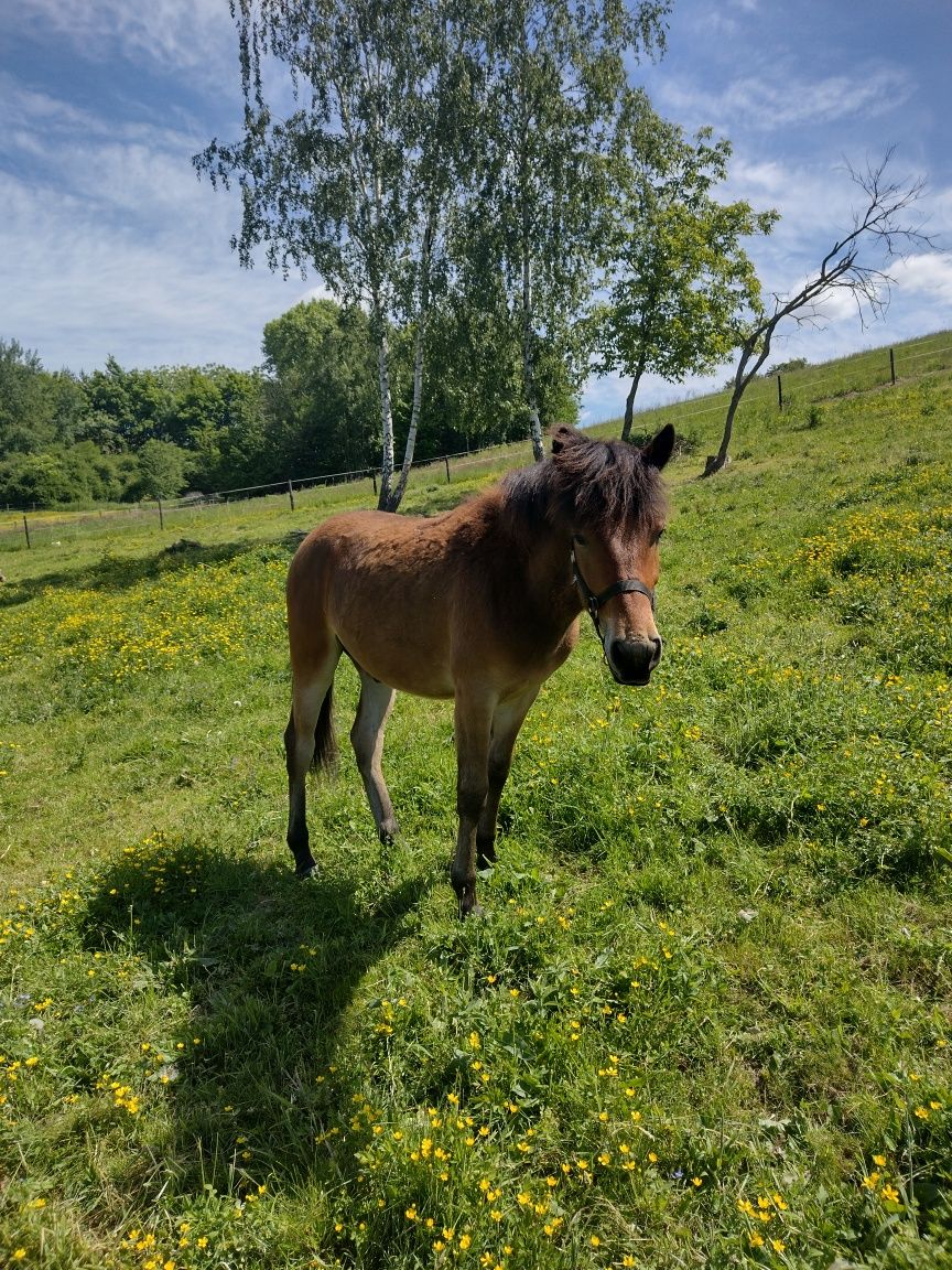 Sprzedam ogierka hc roczny