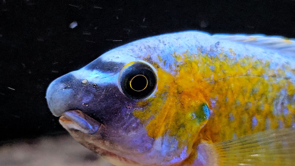 Labeotropheus trewavase katale