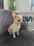 Chihuahua Benio Piesek