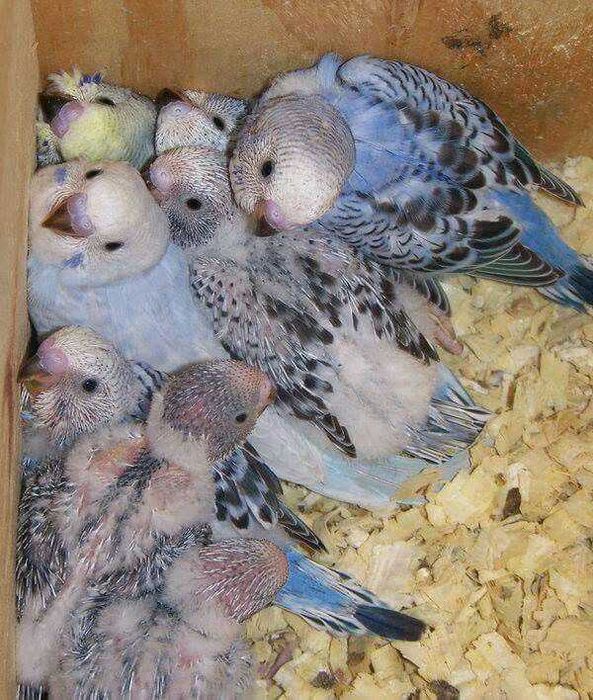 Vendo piriquitos bebés meiguinhos