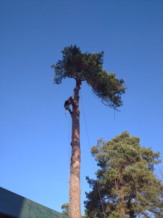 Альпініст.Обрізка, обрізання, валка аварійних дерев