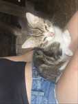 kotki do adopcji