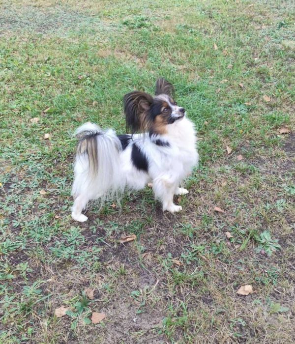 Papillon, suczka ZKwP